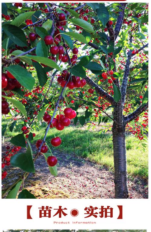 樱桃能在南方种植吗