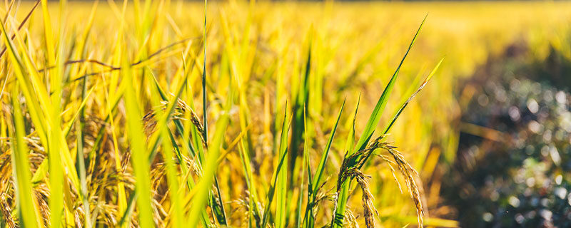水稻孕穗期的水肥管理(孕穗期水肥管理)