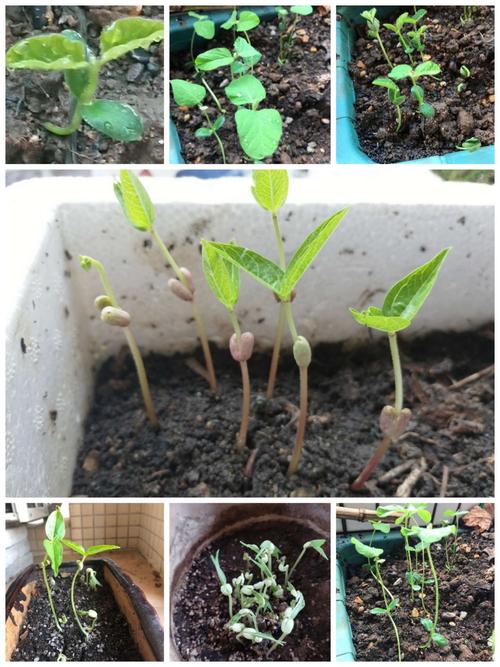 绿豆的栽种过程