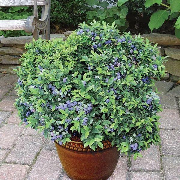 蓝莓盆栽的种植方法