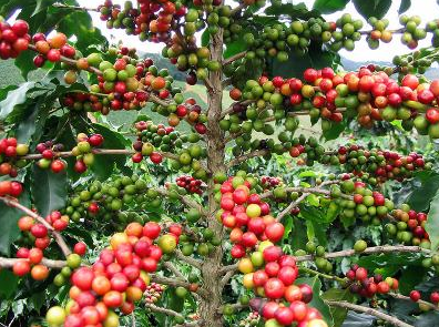 咖啡豆的种植技术