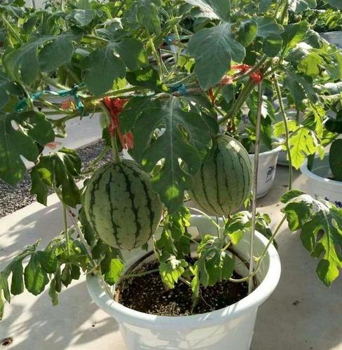 阳台西瓜怎么种植方法如下