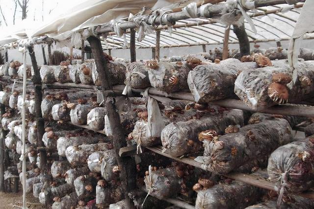 10000袋香菇种植成本