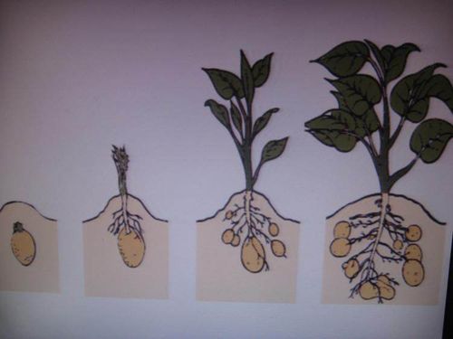 土豆的生长周期和产量