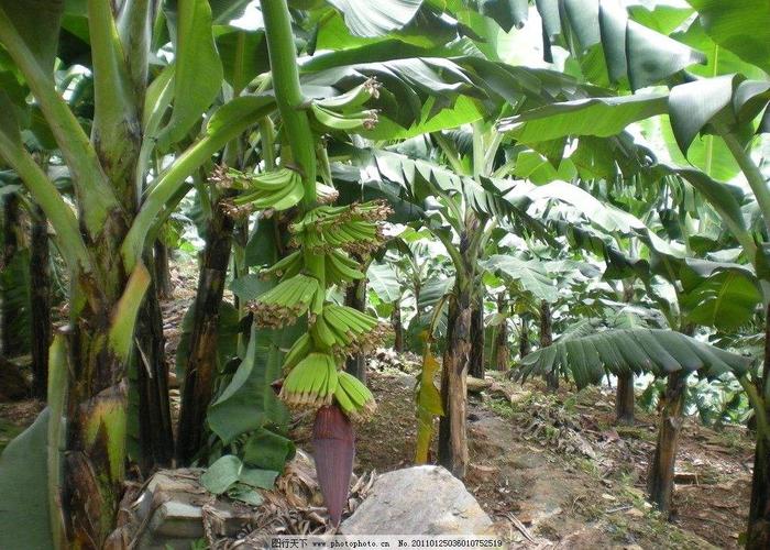 香蕉种植新技术
