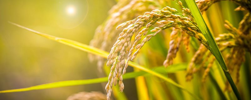 水稻一年最多几季(水稻一年成熟几次)