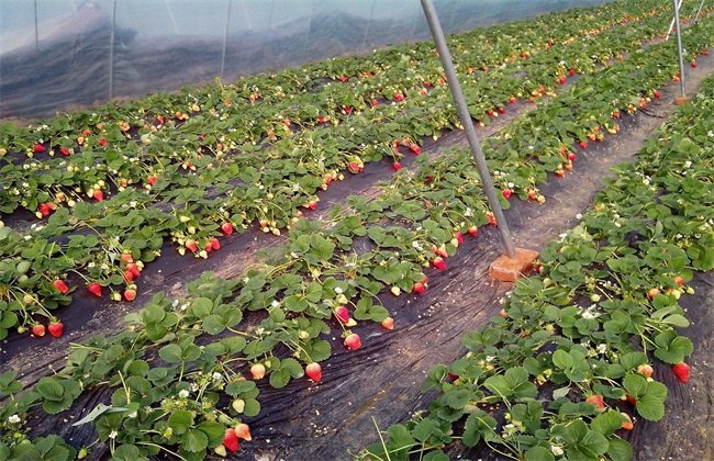 草莓花期管理技术方法技巧(草莓花期管理技术要点)