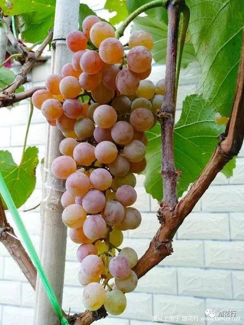 寒香蜜葡萄的种植技术