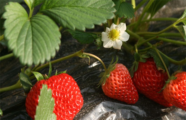 草莓花期管理技术方法技巧(草莓花期管理技术要点)