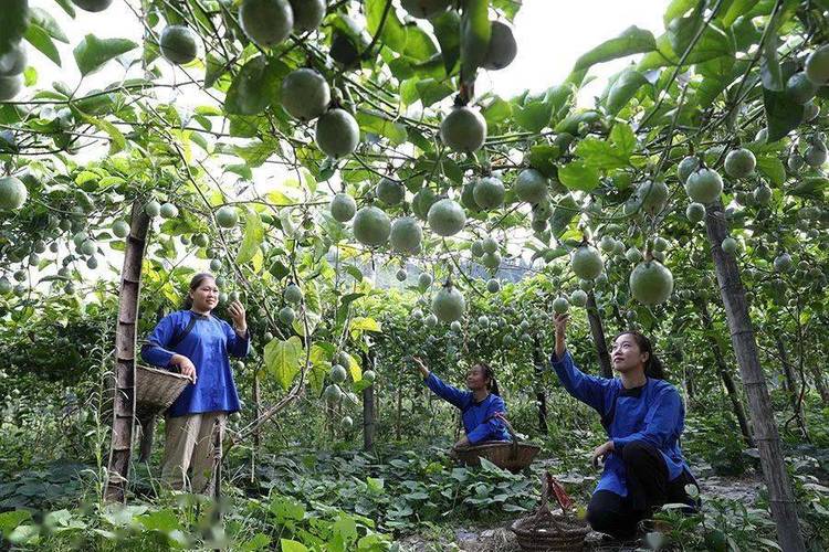 贵州惠水百香果种植基地