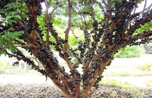 树葡萄怎样种植