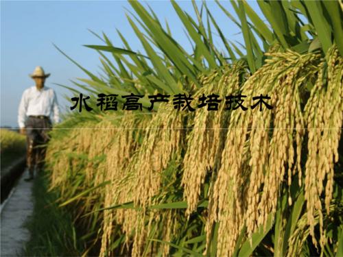 水稻生产高效栽培技术