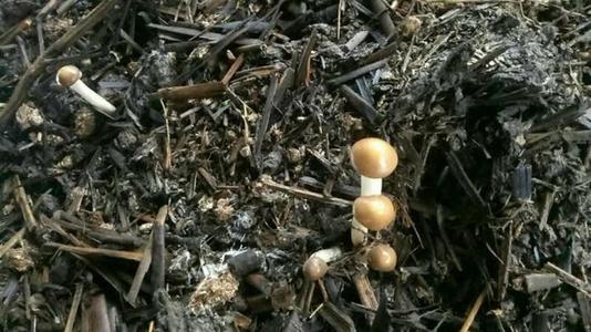 芦苇菇种植技术
