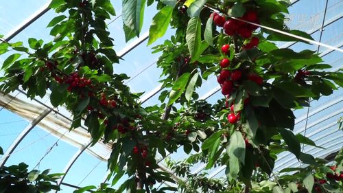 温室大棚樱桃种植技术