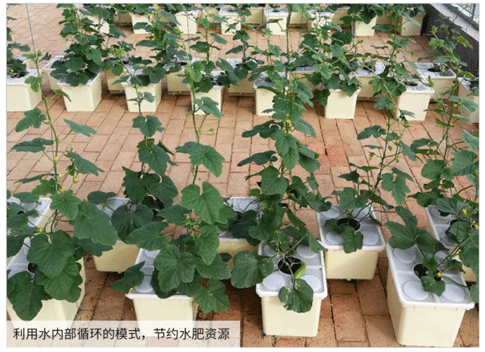 蔬菜塑料壶桶种植技术与管理(塑料桶盆栽蔬菜)