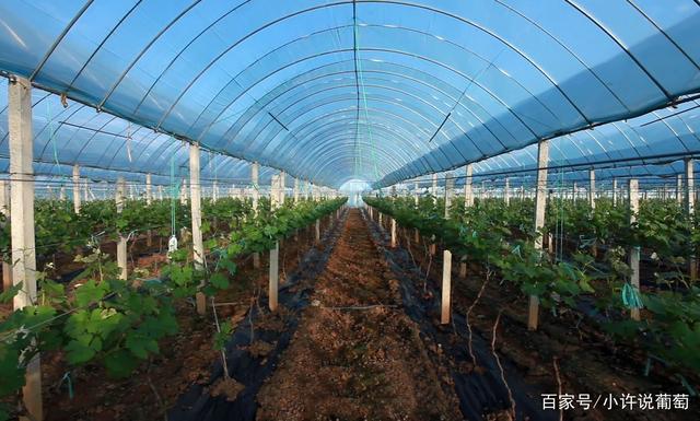大棚葡萄种植技术与管理