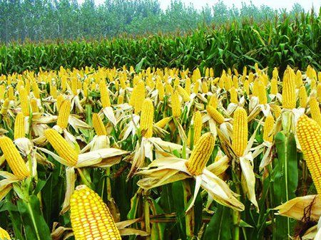 山东玉米种植区域