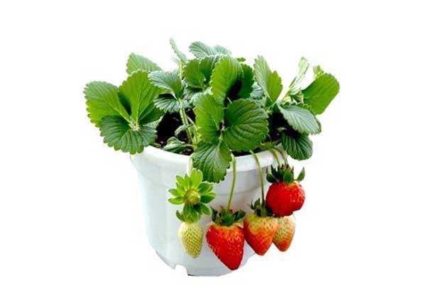 室内草莓种植技术