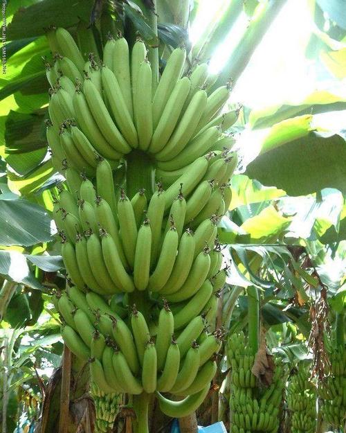 香蕉高产种植技术