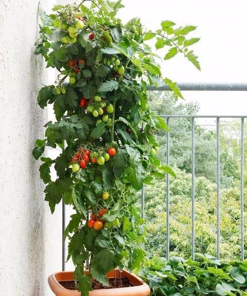 阳台番茄种植技术
