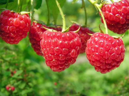 树莓高产高效种植技术