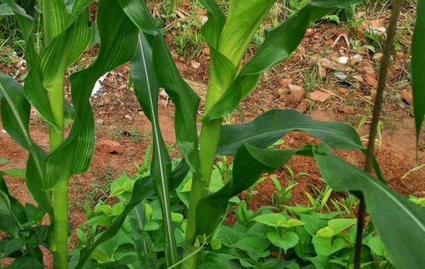 甜糯玉米的种植方法与亩产量