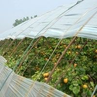 温室大棚杏树的管理技术(大棚杏树管理技术视频)