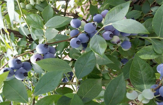 蓝莓种植条件(蓝莓种植条件和区域)