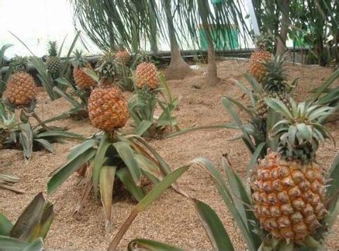 菠萝北方种植技术