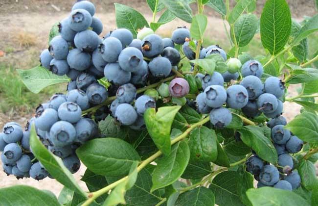 蓝莓种植条件(蓝莓种植条件和区域)