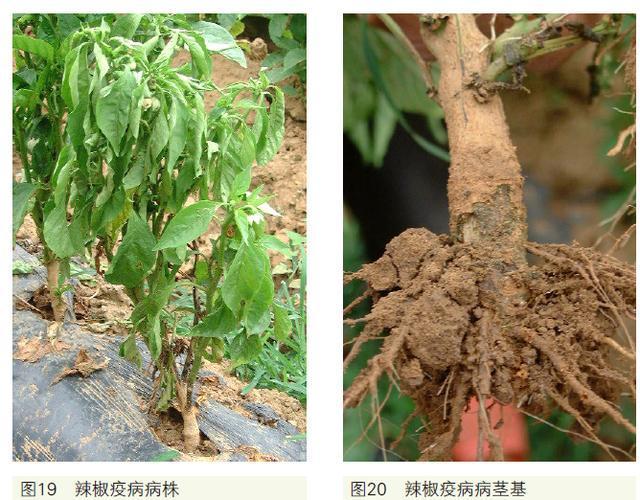 种植辣椒的管理技术和病虫害