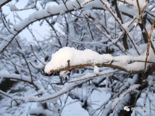 低温雨雪冰冻天气对主要果树影响及应对措施