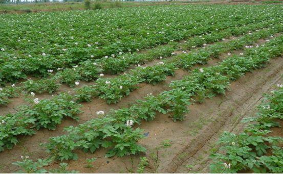 土豆的高产栽培技术与管理