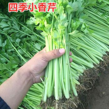 旱芹菜种植技术(水芹和旱芹区别)