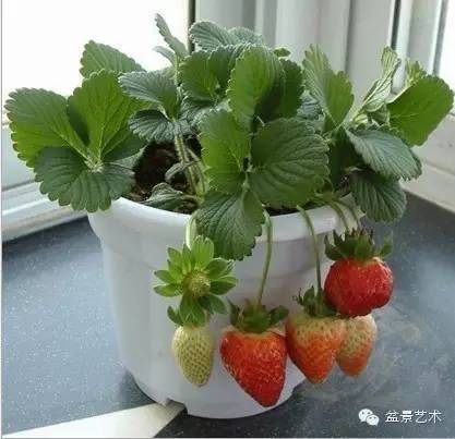 盆栽草莓怎么过夏