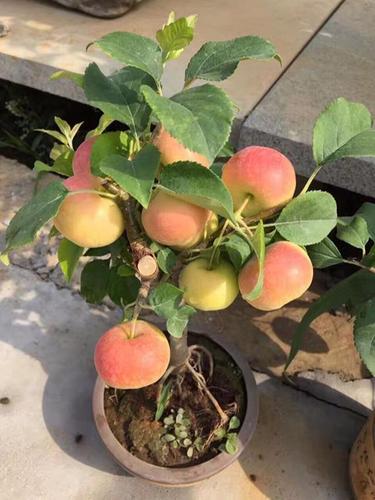 盆栽苹果施肥过程