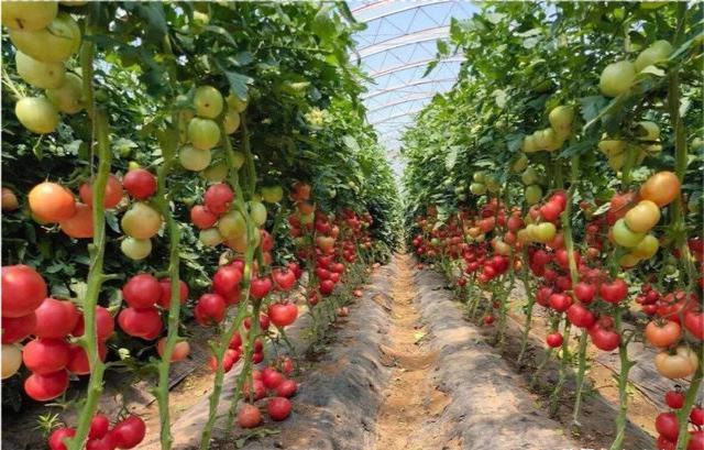 早春大棚番茄种植技术