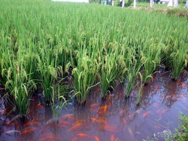 青虾稻田养殖技术