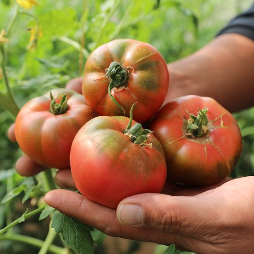 草莓西红柿种植技术