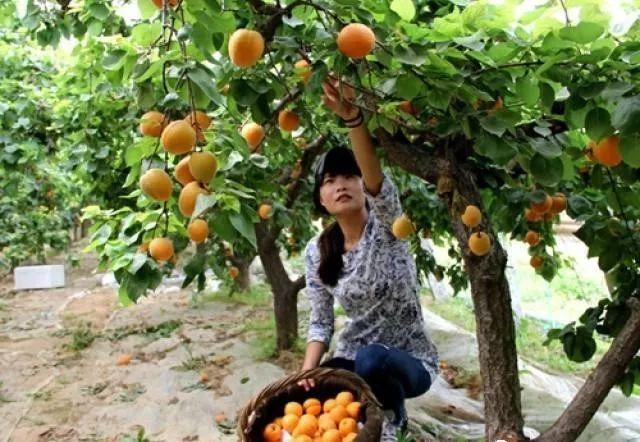 大棚杏子种植技术(大棚杏种植技术视频)