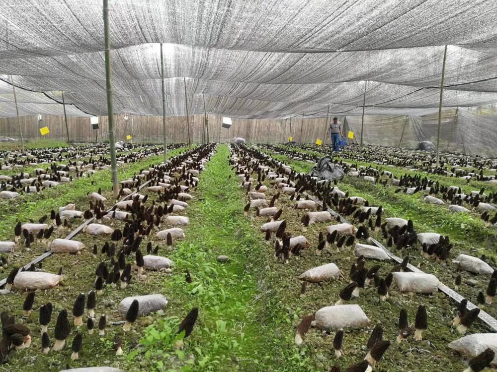 羊肚菌种植技术成就(羊肚菌种植技术羊肚菌种植方法)