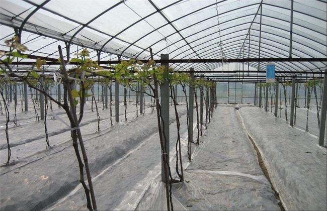 东北大棚葡萄种植技术