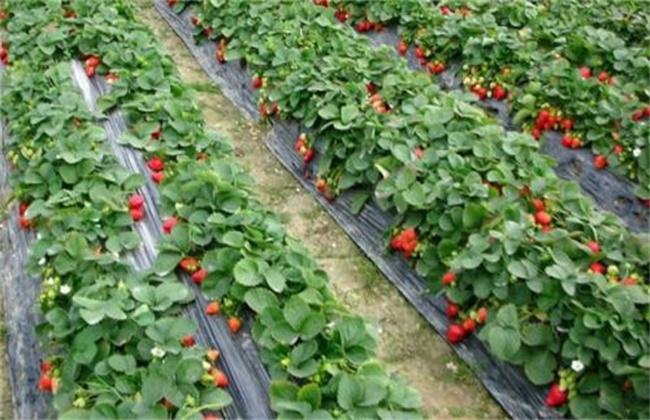 草莓种植技术下载