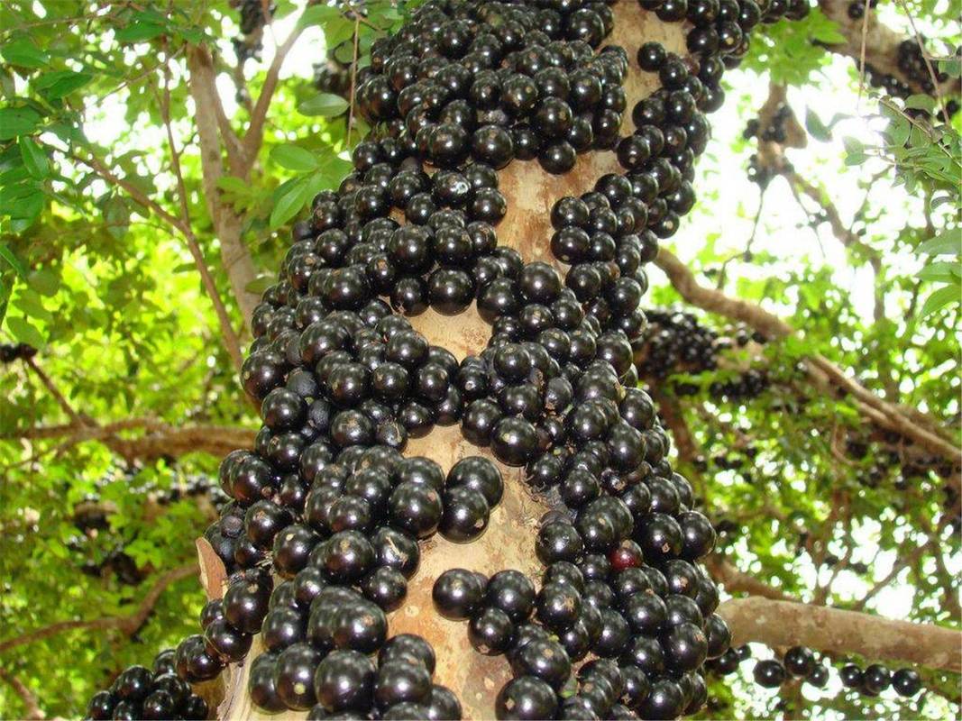 常见黑葡萄品种