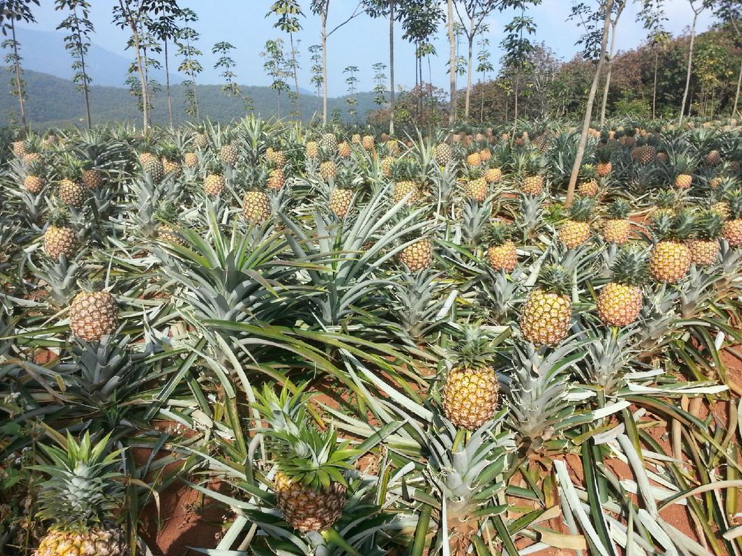海南菠萝种植技术
