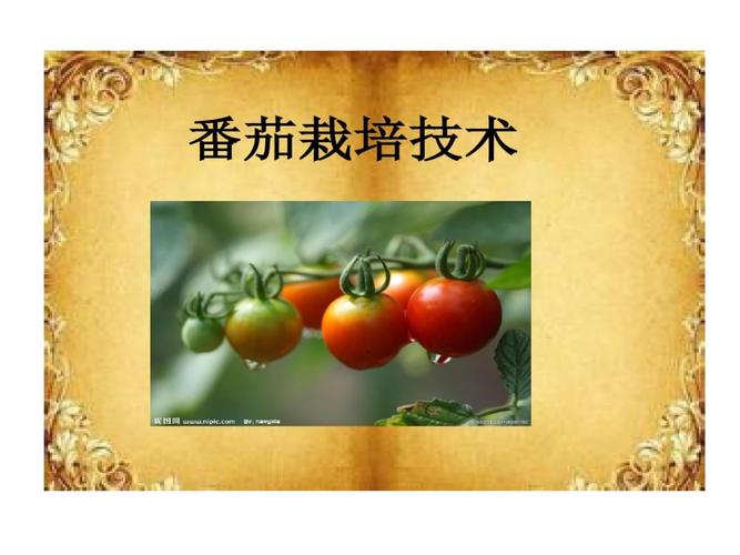 番茄栽培技术ppt