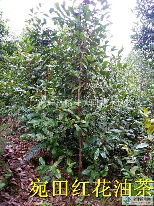 红花油茶树种植技术