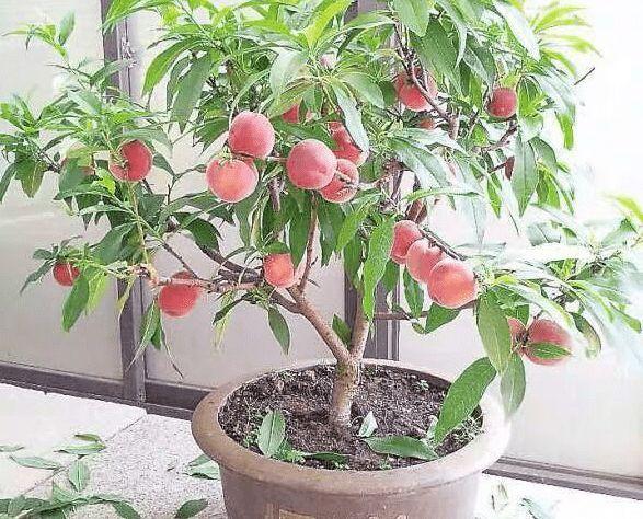 桃树盆景的养殖方法