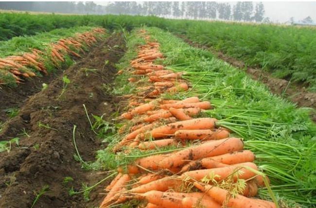 胡萝卜如何种植产量高(胡萝卜每亩产量)