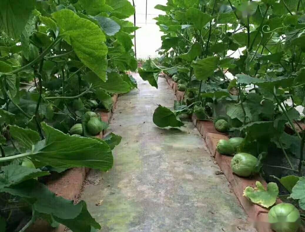 温室甜瓜种植技术与管理